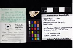 Foto (Objket + Etiketten) von Culmenformosa sp. 